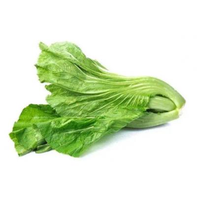 青菜:100斤起批发