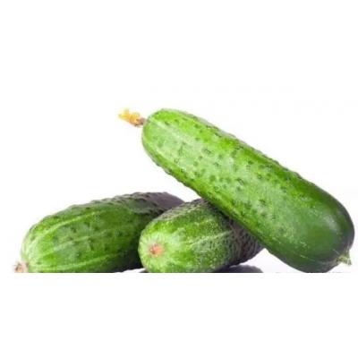 黄瓜:100斤起批发