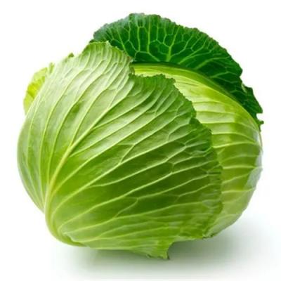 莲花白:100斤起批发